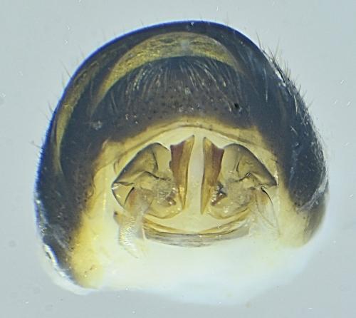 Réf. 349 701 : Lasioglossum morio